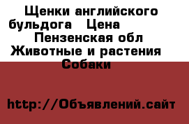 Щенки английского бульдога › Цена ­ 70 000 - Пензенская обл. Животные и растения » Собаки   